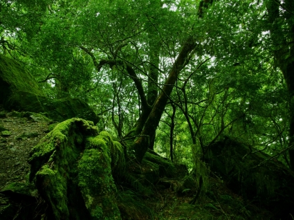 Regenwald-Moos Bilder anderer Art