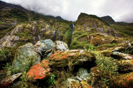 Rainforest Pulau Selatan Selandia Baru
