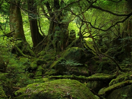 natura paesaggio di foresta pluviale per il desktop