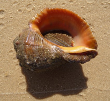 shell de Ucrania Rapana venosa