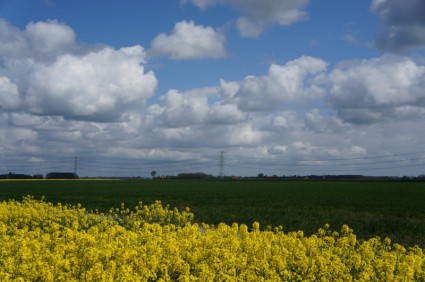 paisagem de colza amarelo