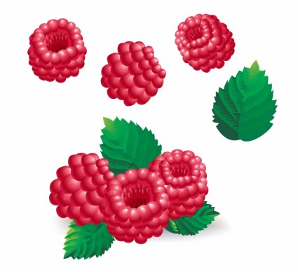 나무 딸기
