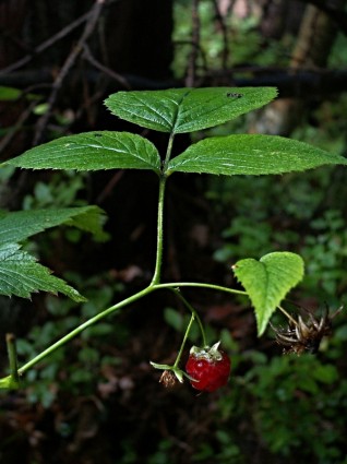 라즈베리 숲 빨간 딸기