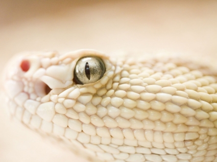 방울뱀 벽지 동물 뱀