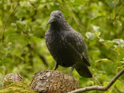 Raven ara burung
