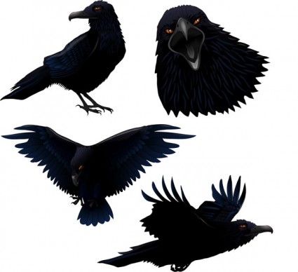 Raven vektor