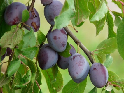 véritable prune prune prunus domestica