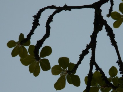 árbol de haw mostajos real