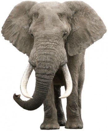 vector realista de elefante