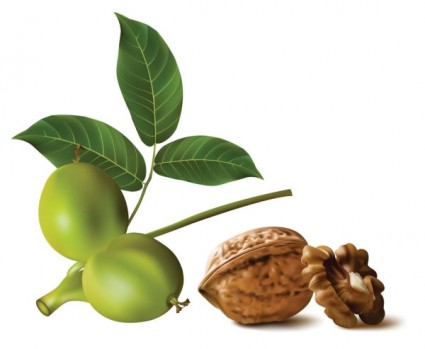 реалистичные зеленого ореха грецкого ореха вектор