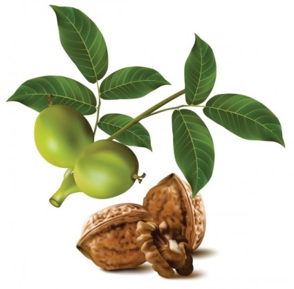 реалистичные зеленого ореха грецкого ореха вектор