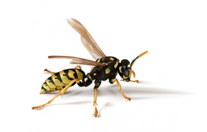 Realistic Insect Vector