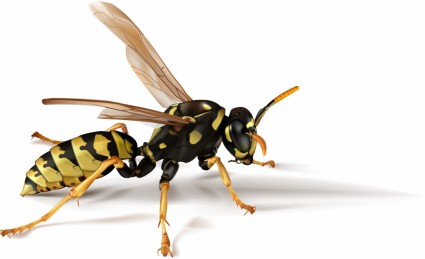 Realistic Vector Insects Bees