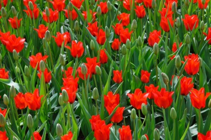 красные и зеленые тюльпаны