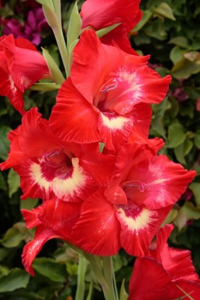 gladiolus vermelho e branco