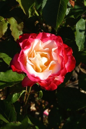 rote und weiße rose