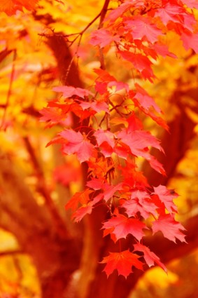 otoño rojo y amarillo