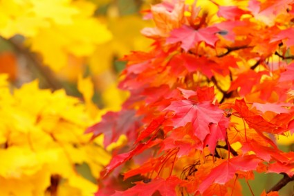 folhas de outono vermelho e amarelo