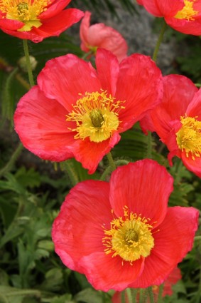 bunga poppy merah dan kuning