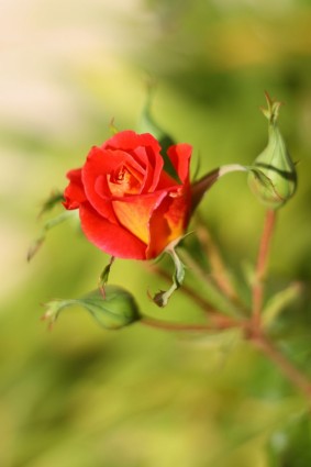 紅色和黃色的玫瑰花苞
