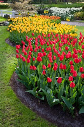 posti letto tulipano rosso e giallo