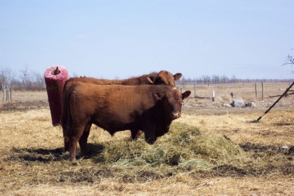 red bull Ангус в поле