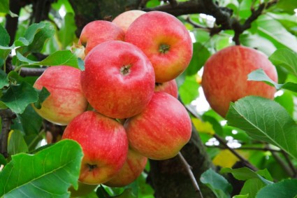 красные яблоки на дереве