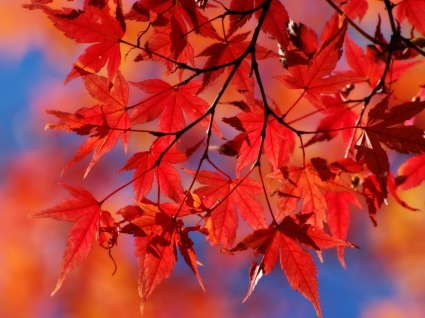 красные осенние листья осенью природа Обои