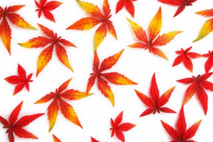 hojas rojas de otoñales