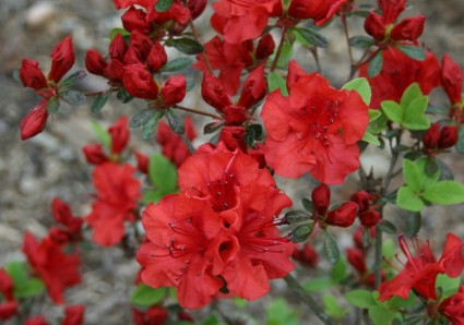 fiori di azalea rossa