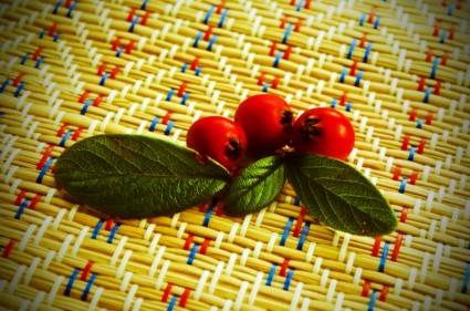 붉은 열매
