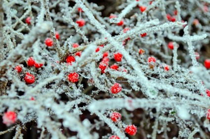 buah merah dan frost