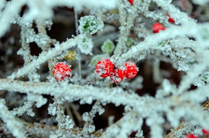红色浆果和霜
