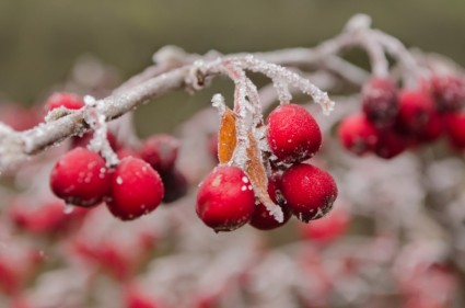 buah merah di musim dingin
