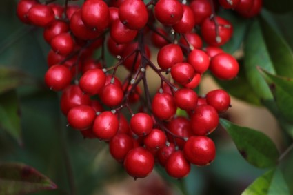 Red Berries Nandina Heavenly Bamboo