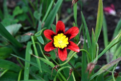 rote, schwarze und gelbe Blume