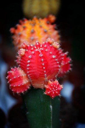 cactus fiore rosso
