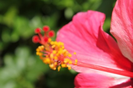 plano de fundo do borrão vermelho flor