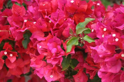 Rote Bougainvillea-Blüten