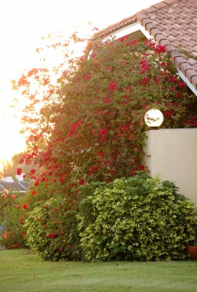 bougainvillea czerwony krzew dom światła