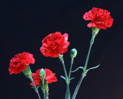 fleurs d'oeillets rouges parfumées