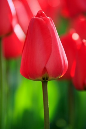 tulipa vermelha fechada