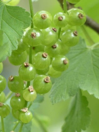 Red Currant Berries Immature
