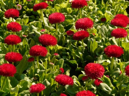 赤いデイジーのデイジーの花