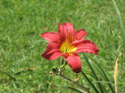 แดง daylily