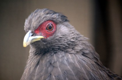 Rote-Augen-Vogel