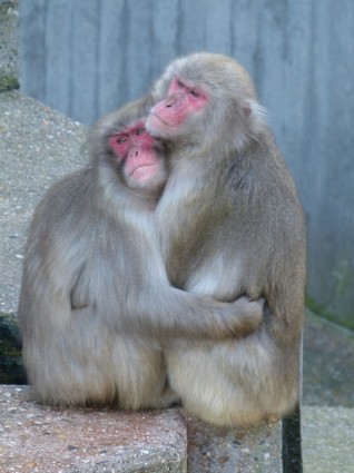 หน้าแดง macaque ตัว macaca fuscata ลิง