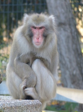 หน้าแดง macaque ตัว macaca fuscata ลิง