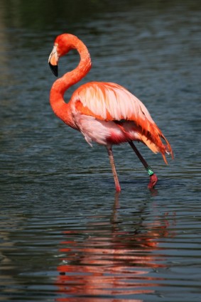 Rote flamingo