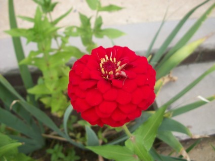 flor roja